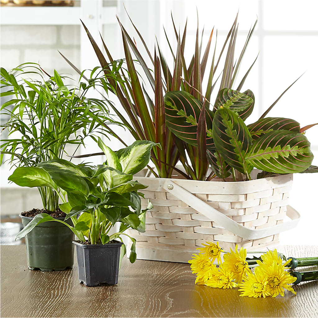 Florist Designed Blooming and Green Plants in a Basket – KAY'S FLORAL AFFAIR, Monett MO