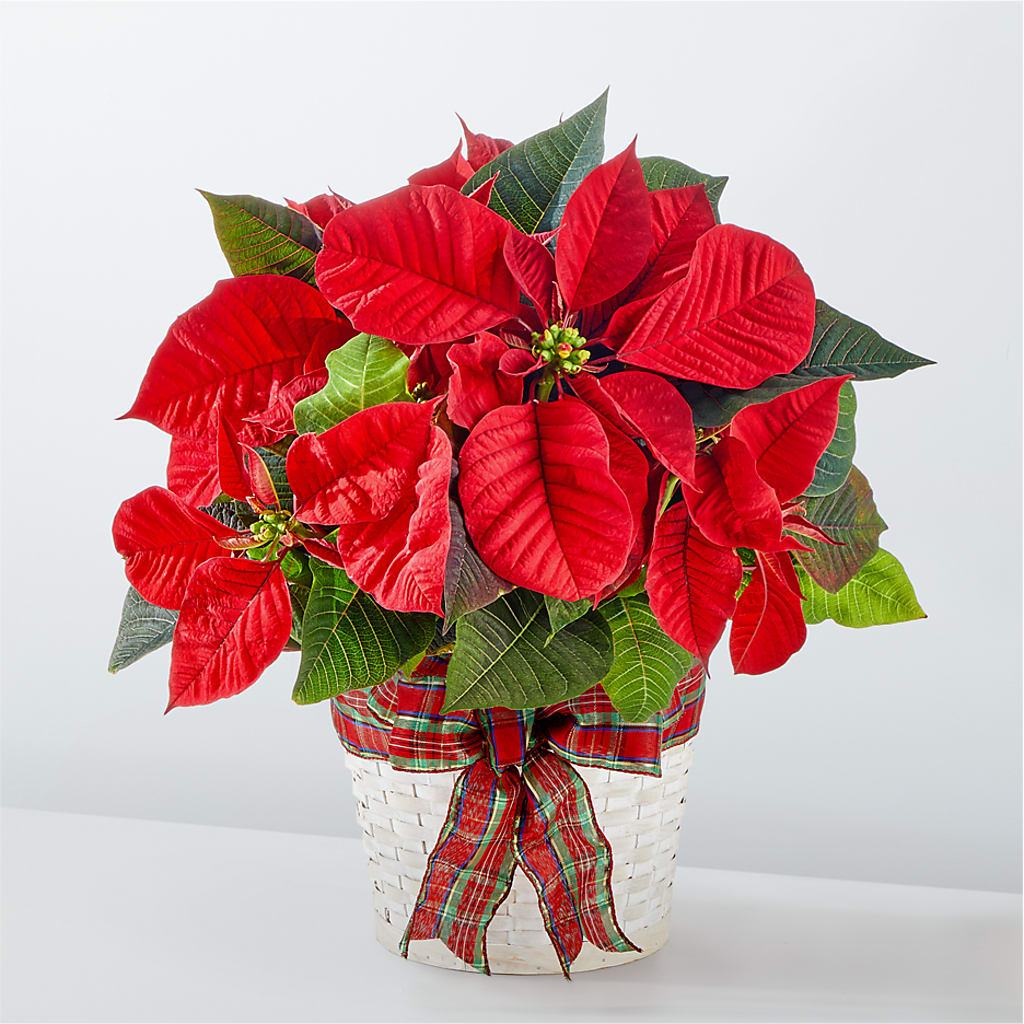 Happiest Holidays Poinsettia – KAY'S FLORAL AFFAIR, Monett MO