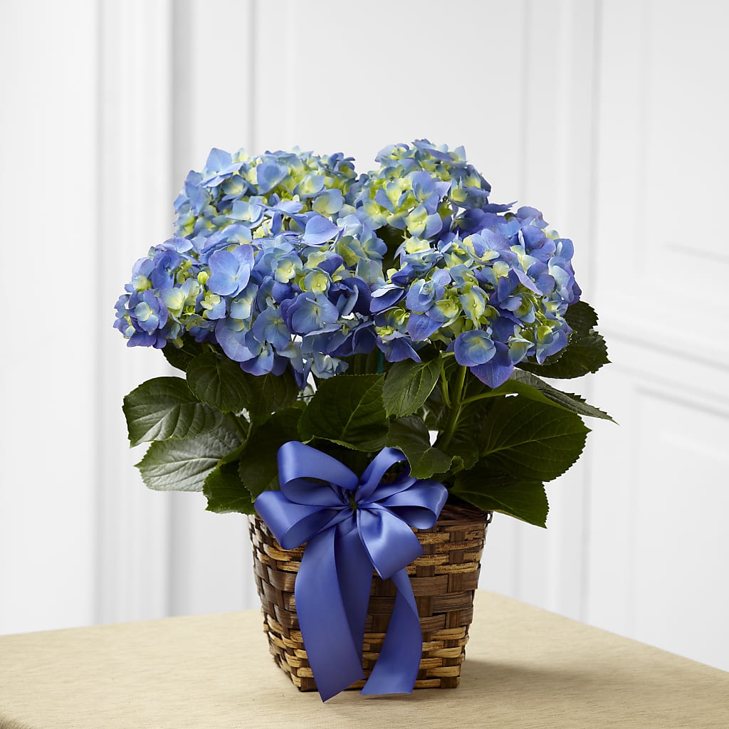 Blue Hydrangea Planter – KAY'S FLORAL AFFAIR, Monett MO