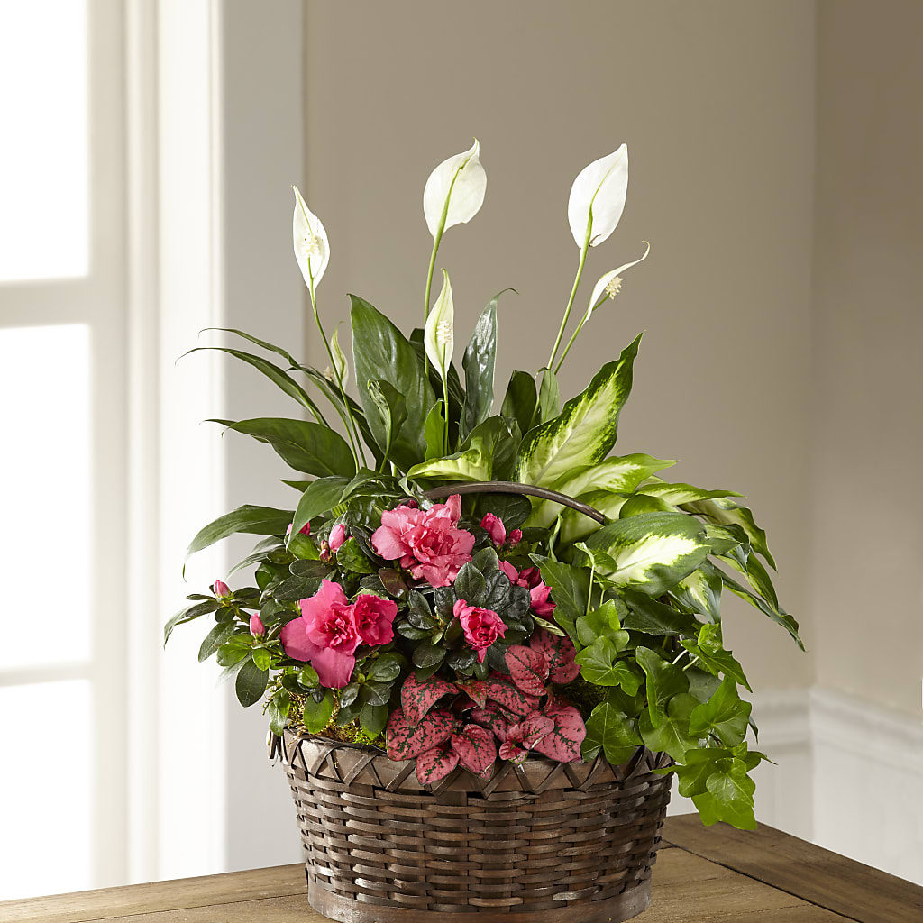Dream in Pink Dishgarden – KAY'S FLORAL AFFAIR, Monett MO
