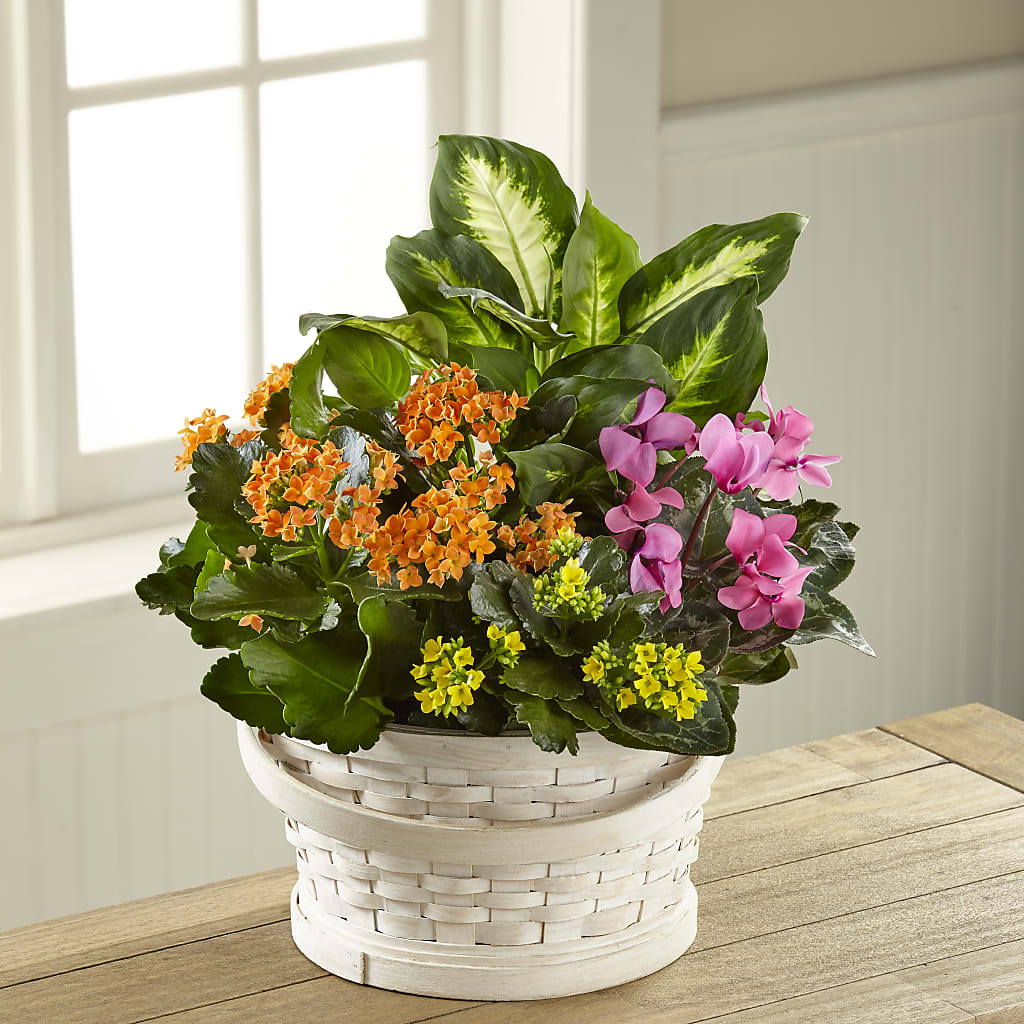 Color Crush Dishgarden – KAY'S FLORAL AFFAIR, Monett MO