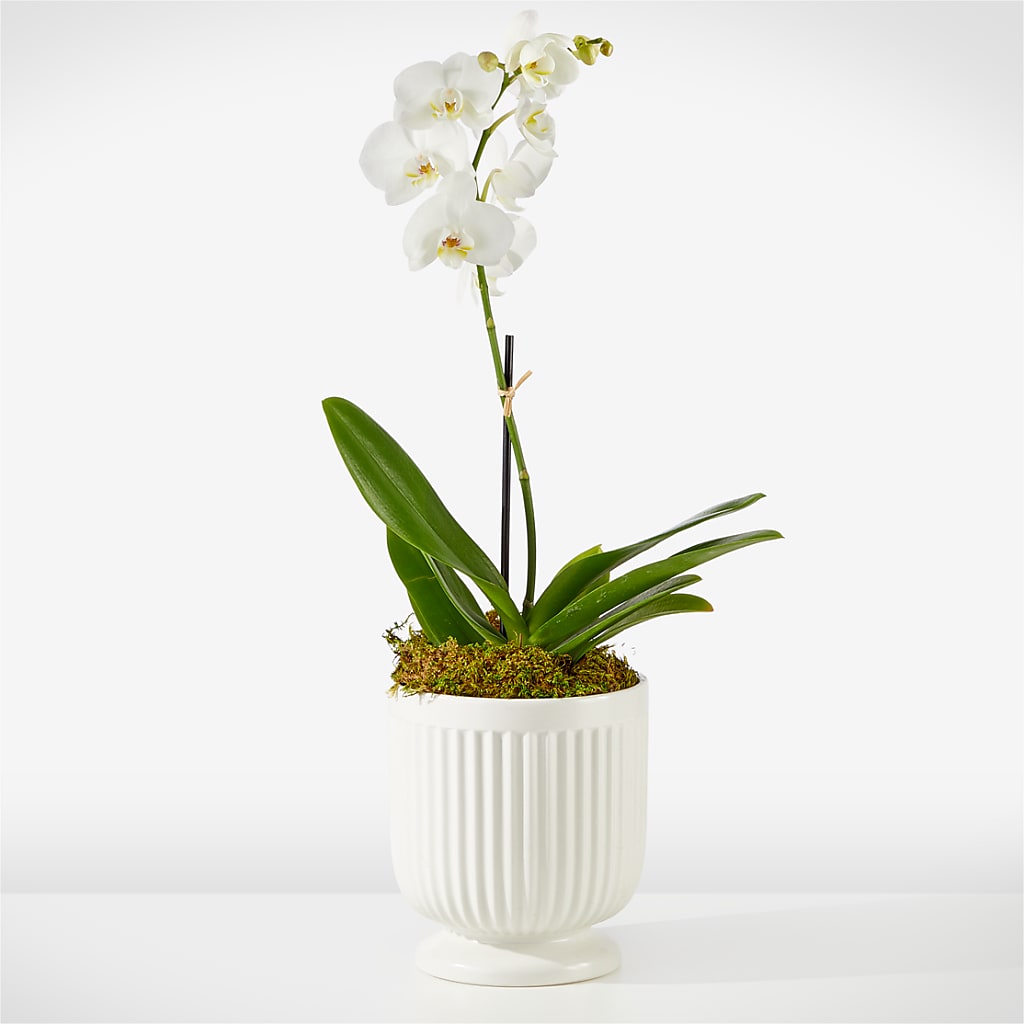 Whispering White Orchid – KAY'S FLORAL AFFAIR, Monett MO