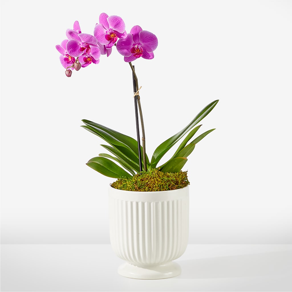 Friendly Fuchsia Orchid – KAY'S FLORAL AFFAIR, Monett MO