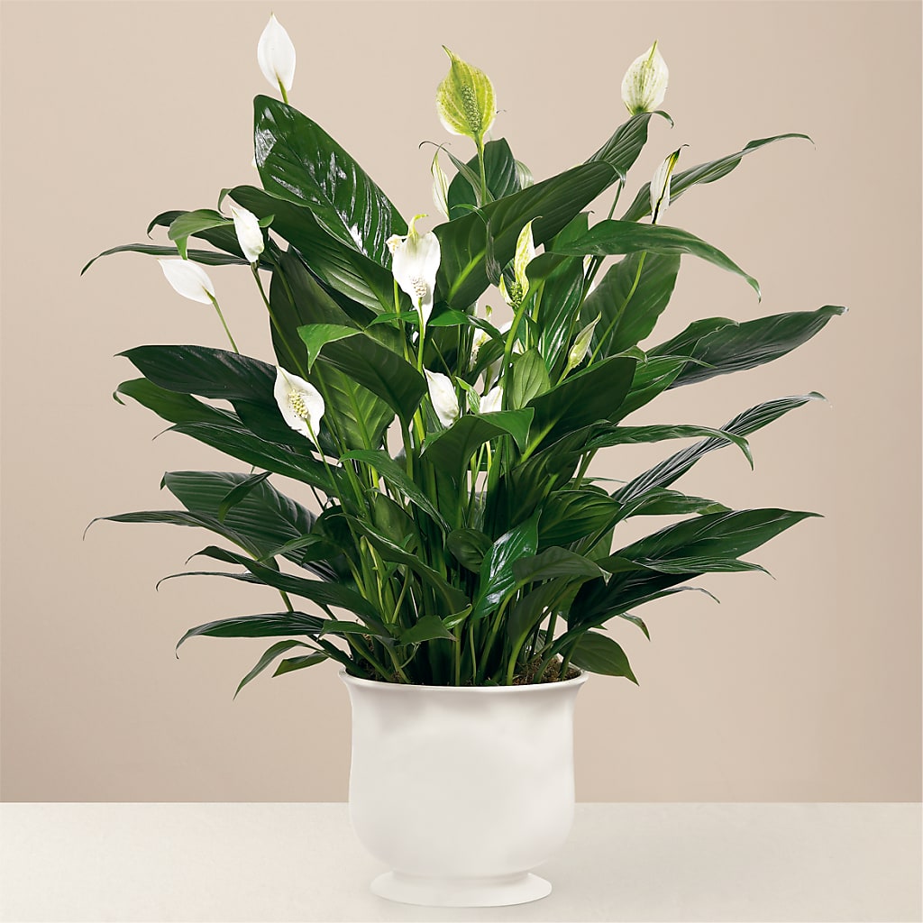 Comfort Planter – KAY'S FLORAL AFFAIR, Monett MO