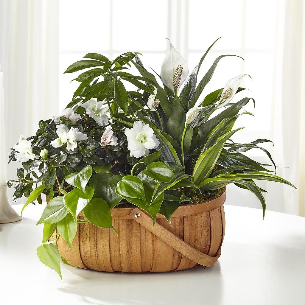 Serene Dishgarden – KAY'S FLORAL AFFAIR, Monett MO