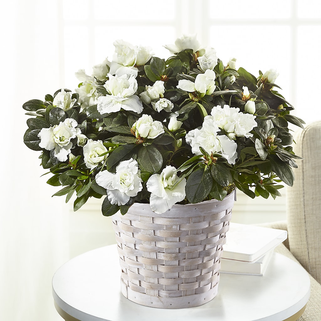 White Azalea Plant – KAY'S FLORAL AFFAIR, Monett MO