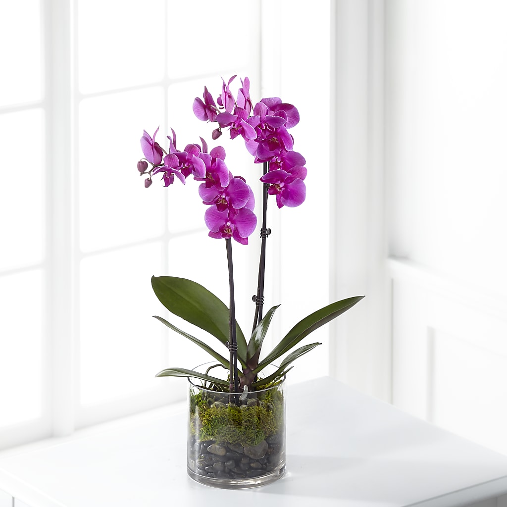 Pink Orchid Plant – KAY'S FLORAL AFFAIR, Monett MO