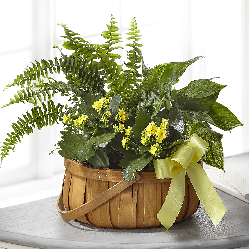 Always Dear Dishgarden – KAY'S FLORAL AFFAIR, Monett MO