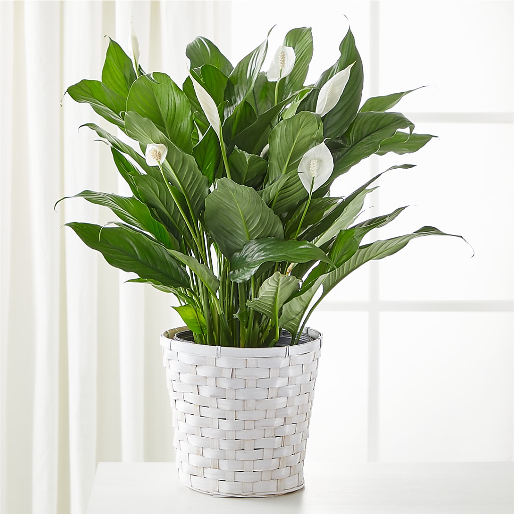 A New Leaf Peace Lily – KAY'S FLORAL AFFAIR, Monett MO