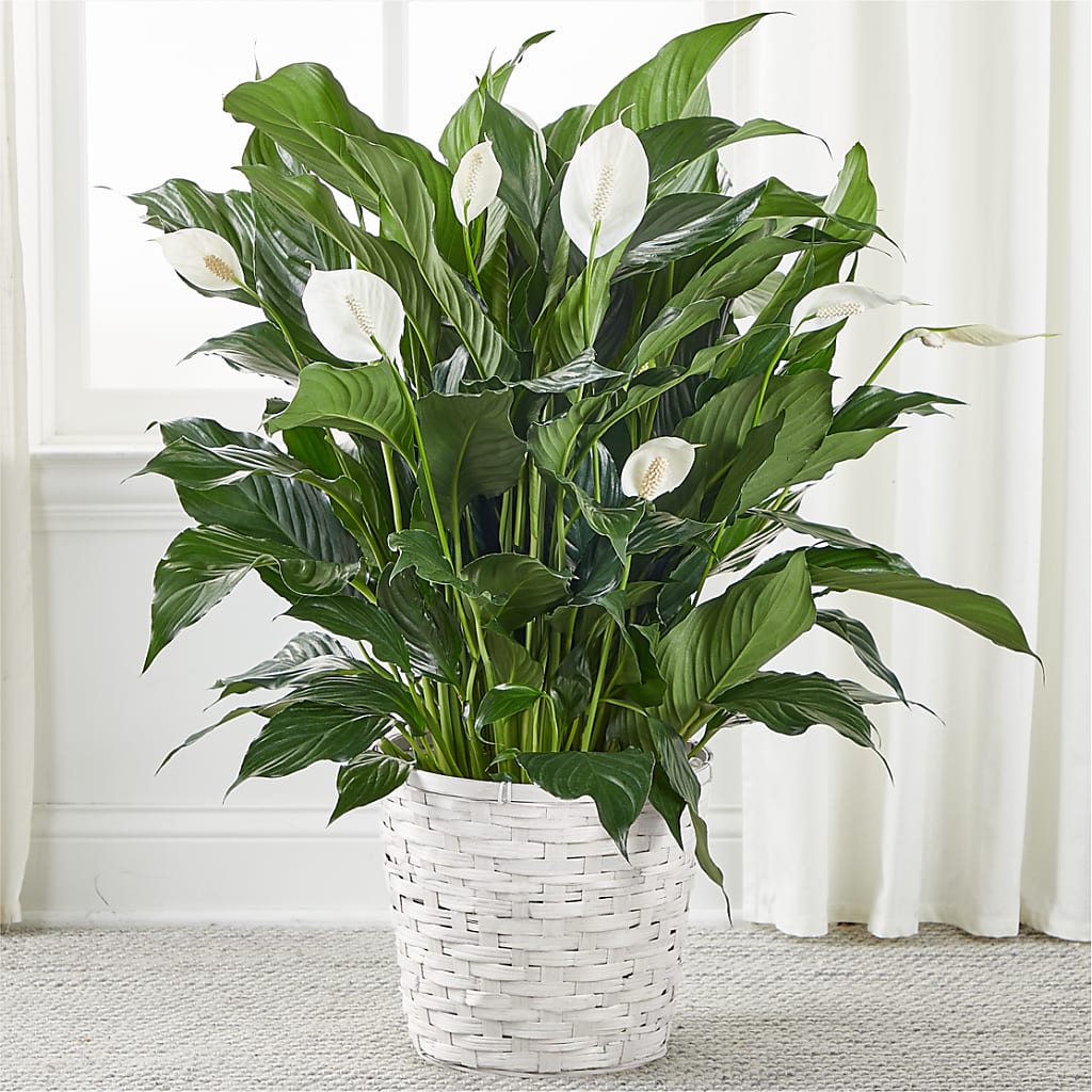 A New Leaf Peace Lily – KAY'S FLORAL AFFAIR, Monett MO