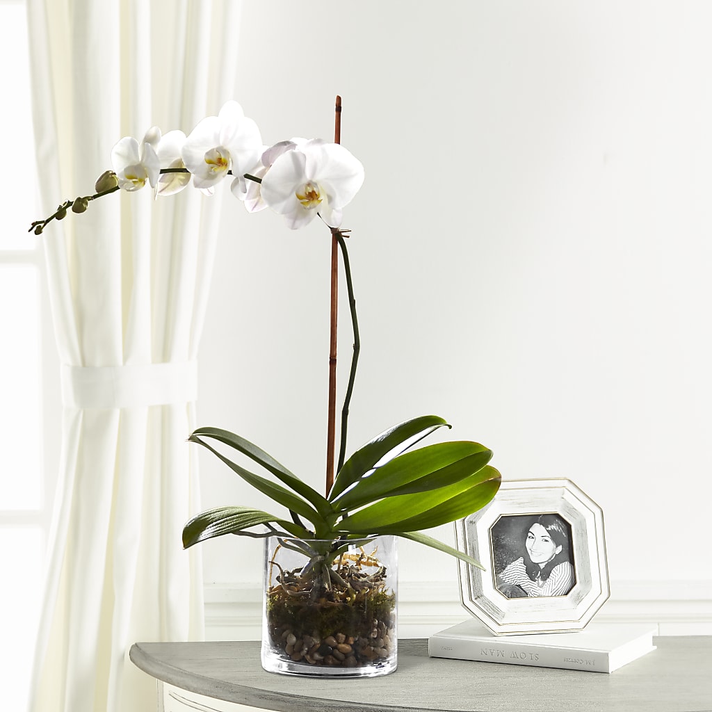 White Orchid Planter – KAY'S FLORAL AFFAIR, Monett MO