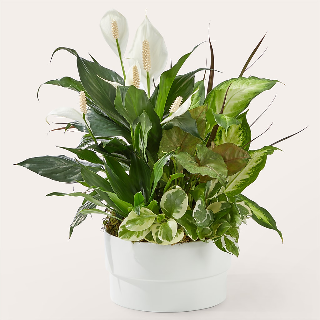 Radiating Positivity Dishgarden – KAY'S FLORAL AFFAIR, Monett MO