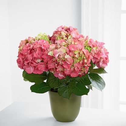 Pink Hydrangea Planter – KAY'S FLORAL AFFAIR, Monett MO