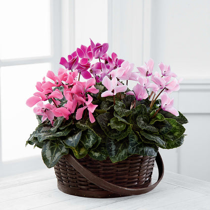 Mixed Cyclamen Planter – KAY'S FLORAL AFFAIR, Monett MO