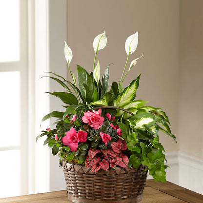 Dream in Pink Dishgarden – KAY'S FLORAL AFFAIR, Monett MO