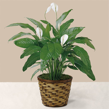 Tranquil Moments Peace Lily Plant – KAY'S FLORAL AFFAIR, Monett MO