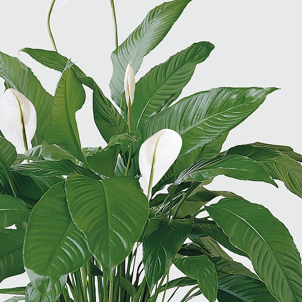 Tranquil Moments Peace Lily Plant – KAY'S FLORAL AFFAIR, Monett MO