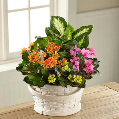 Color Crush Dishgarden – KAY'S FLORAL AFFAIR, Monett MO
