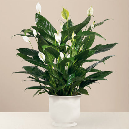 Comfort Planter – KAY'S FLORAL AFFAIR, Monett MO