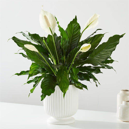 Comfort Planter – KAY'S FLORAL AFFAIR, Monett MO