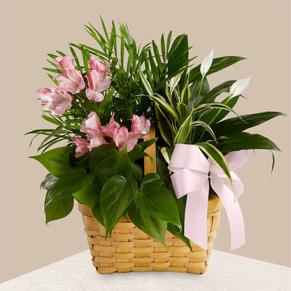Living Spirit Dishgarden – KAY'S FLORAL AFFAIR, Monett MO