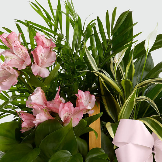Living Spirit Dishgarden – KAY'S FLORAL AFFAIR, Monett MO