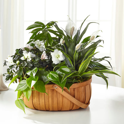Serene Dishgarden – KAY'S FLORAL AFFAIR, Monett MO