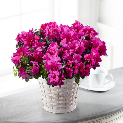 Hope & Serenity Azalea Plant – KAY'S FLORAL AFFAIR, Monett MO