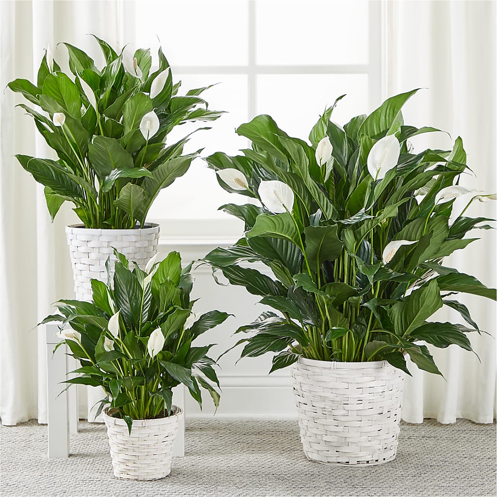 A New Leaf Peace Lily – KAY'S FLORAL AFFAIR, Monett MO