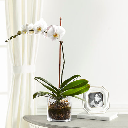 White Orchid Planter – KAY'S FLORAL AFFAIR, Monett MO