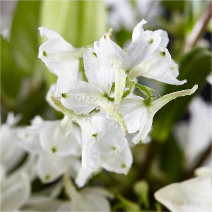 Classic Ivory – A Florist Original – KAY'S FLORAL AFFAIR, Monett MO